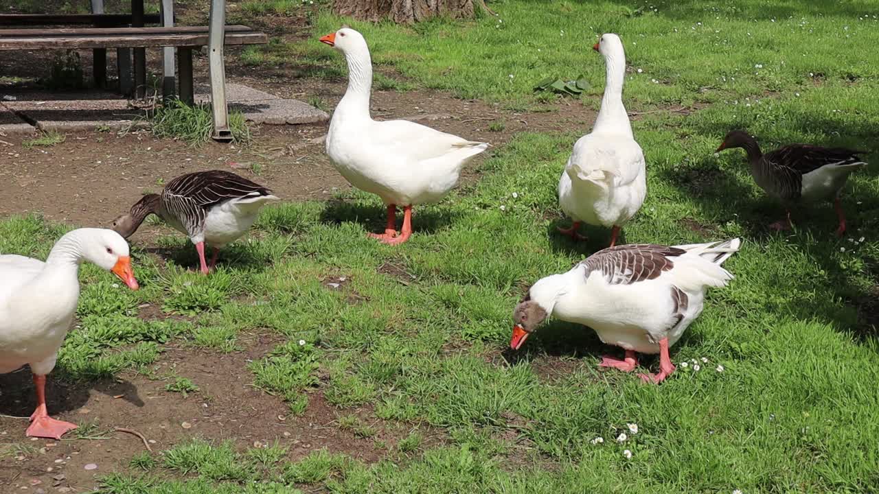 gansos y patos comen juntos en el parque