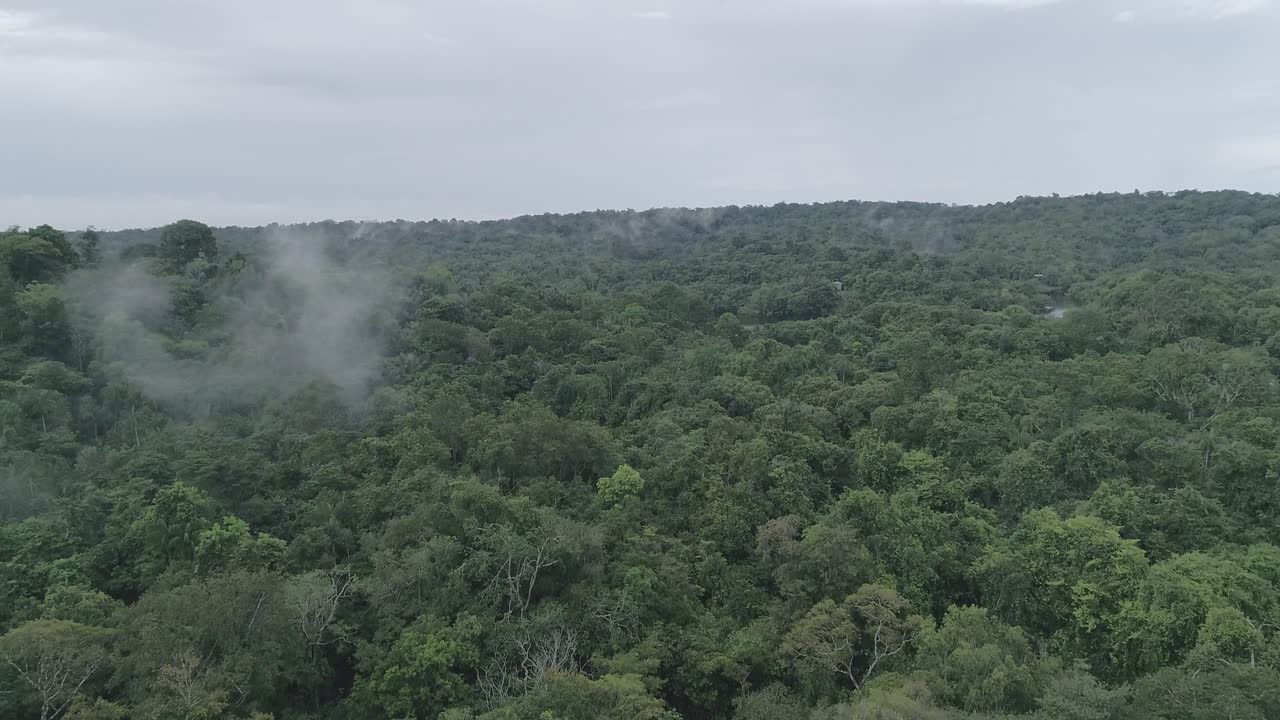 vista aérea de la selva amazónica desde lo alto de los árboles
