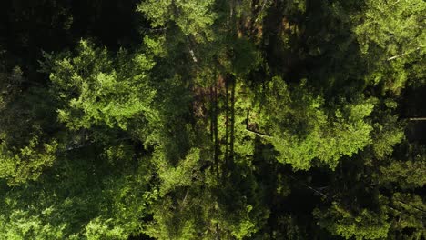 pine tree forest from above