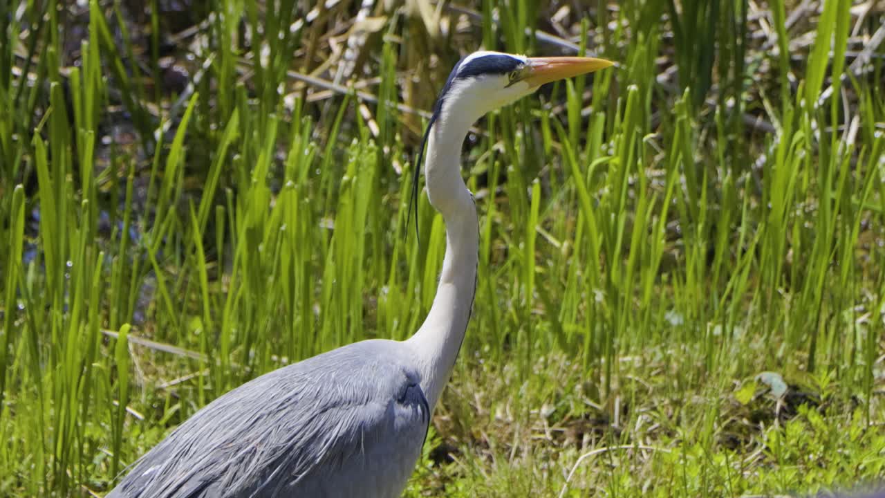 лучший вид в токио