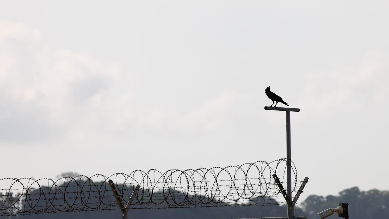 마이 카오 해변 의 울타리 에 서 있는 새