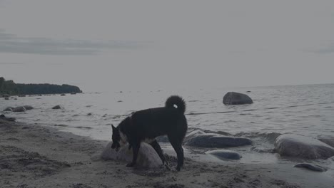 a karelian bear dog at a summer beach watchin nature and walking around on a leash with ocean sea water waves hitting the shoreline in the background in slow motion while trees and sand is visible