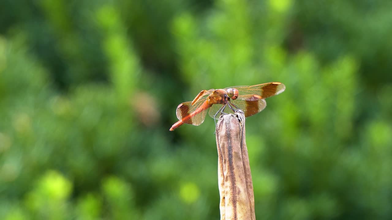 petardo skimmer libélula roja girar la cabeza mientras descansa en la planta de podredumbre, acercar, corea del sur, ciudad de geumsan