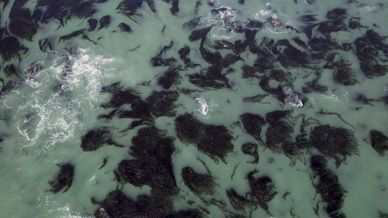Above Sea Weeds At The Pacific Ocean Coast in California, USA. Aerial Drone Shot