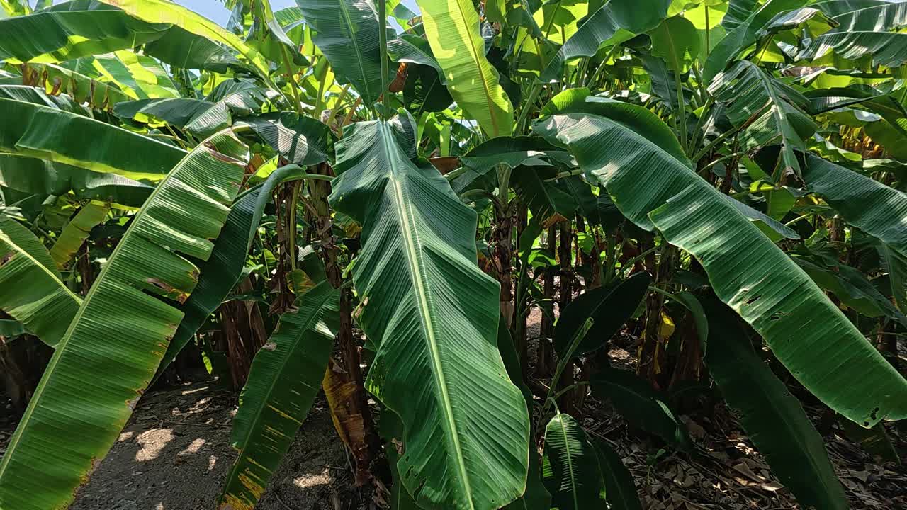 This video shows a sprawling banana plantation with numerous lush and healthy banana trees. The vibrant plants, still in their early growth stage, are a testament to a flourishing and bountiful farm