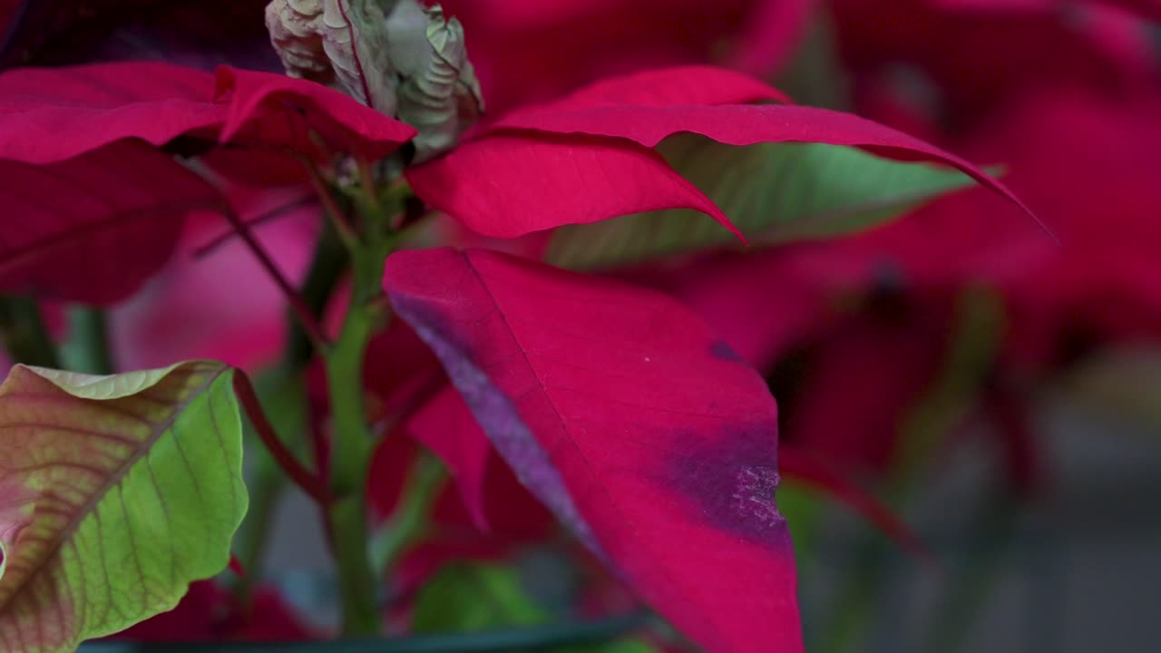 Vista de uma folha vermelha murcha e danificada de uma flor de Poinsétia de Natal, uma decoração sazonal doméstica comum.