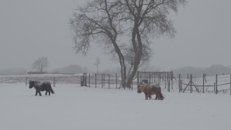 Dos-Ponis-Caminando-Por-Un-Prado-Cubierto-De-Nieve