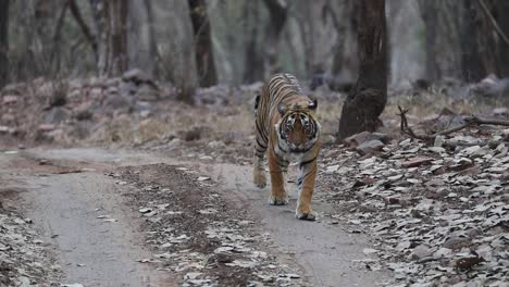 Una-Toma-Amplia-De-Un-Tigre-De-Bengala-Caminando-Por-El-Camino-De-Tierra-En-El-Bosque-De-La-India-Hacia-La-Cámara