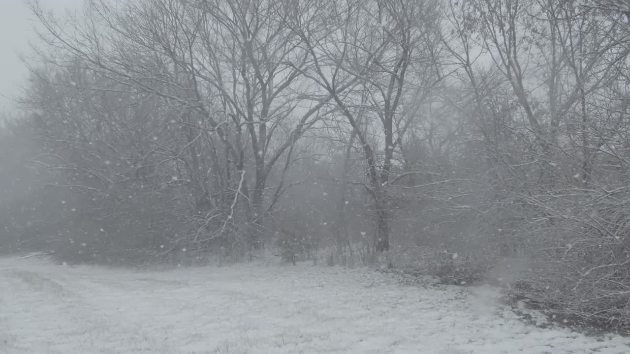 Snowflakes falling on foggy forest, slow motion, slim trees, snow in the ground, day