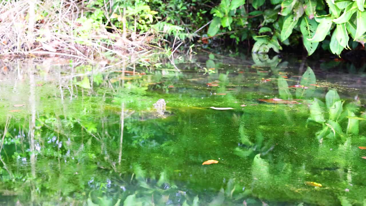 tranquilo canal de agua clara con exuberante vegetación en krabi, tailandia