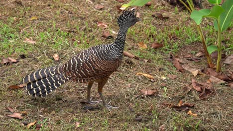 a cute female great curassow bird, walking around without fear