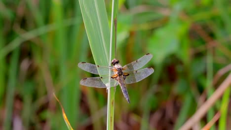 Close-up-shot-of-dragonfly-with-transparent-wings-resting-on-stalk-in-nature