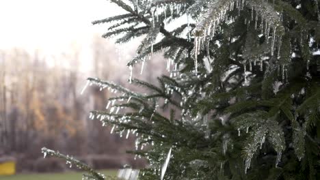 slow motion: a static shot of a conifer christmas tree with frozen icicles hanging off the pine needles gently blowing in the wind