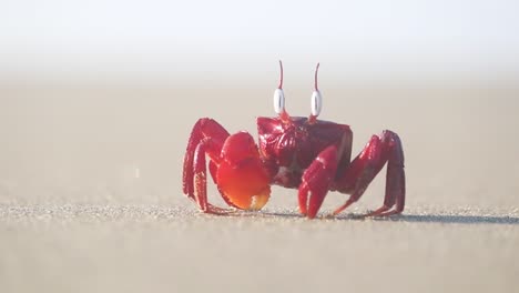 Red-Ghost-Crab-on-Cox's-Bazar-Beach,-Bangladesh