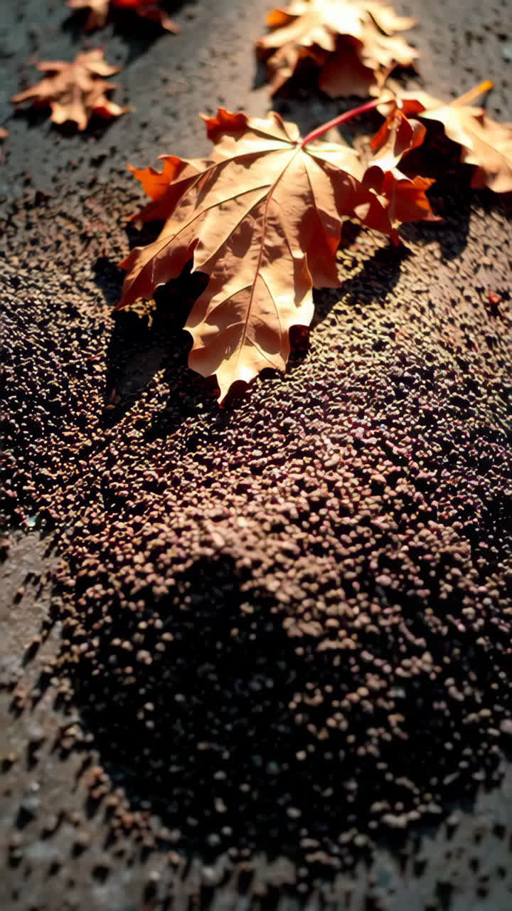 Autumn Leaves on a Stone Surface