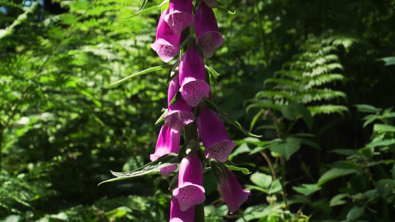 cerrar una digitalis purpúrea , la dedalera o la dedalera común
