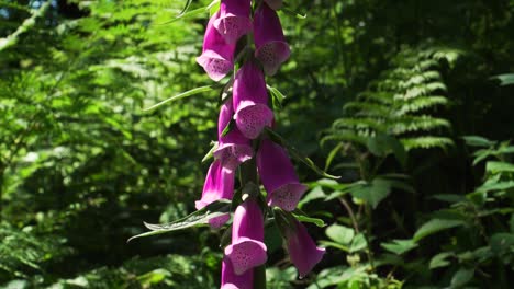 Close-up-on-a-digitalis-purpúrea-,-the-foxglove-or-common-foxglove