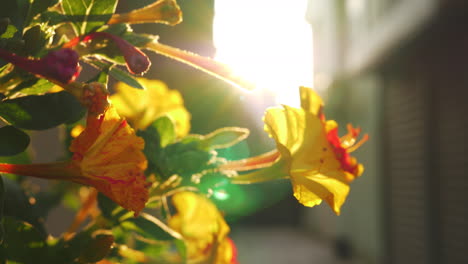 Blooming-shrub-against-the-sunlight