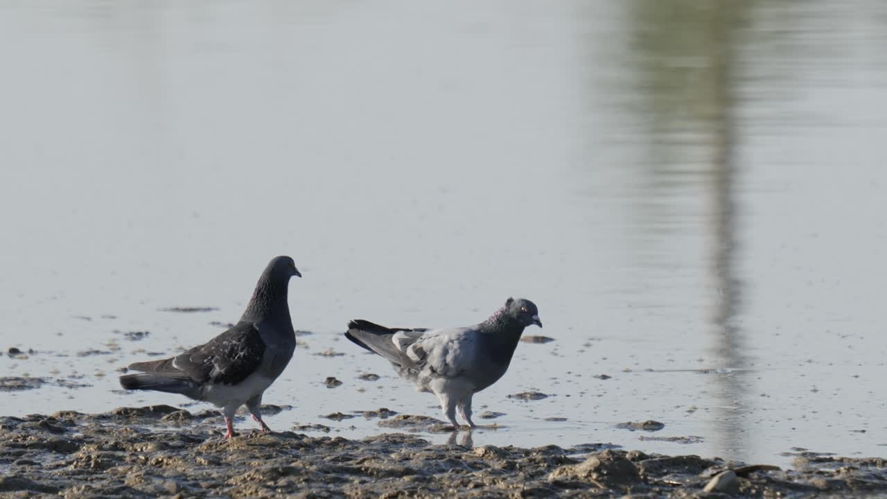 바위 비둘기 두 마리가 물 가장자리에서 먹이를 찾고 나서 날아갑니다.