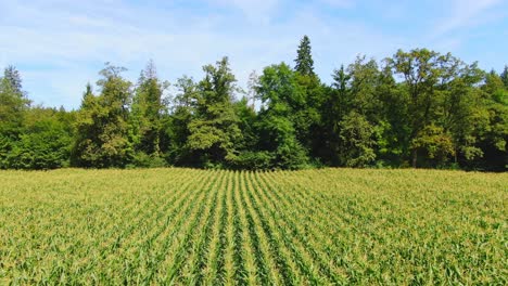 scenic aerial view abvoe yellow corn field with trees in background in ljubljana, slovenia