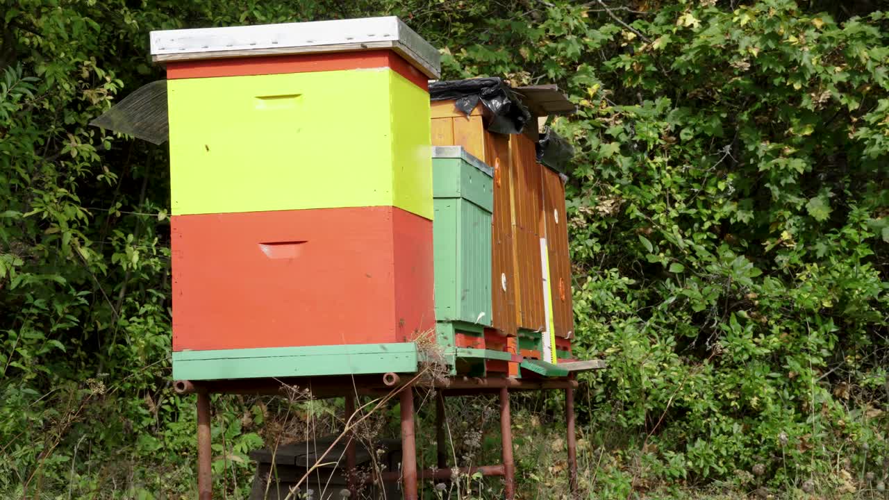 Side view of colorful homemade hives with many bees flying in and out