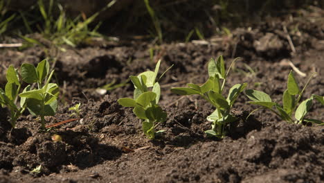Panning-dolly-shot-of-bean-plant-seedlings-in-a-patch-of-soil