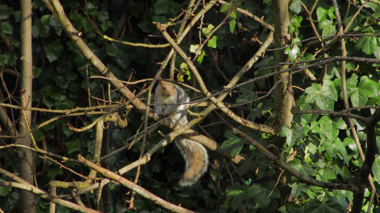 ardilla sentada en la rama de un árbol comiendo nuez y luego salta