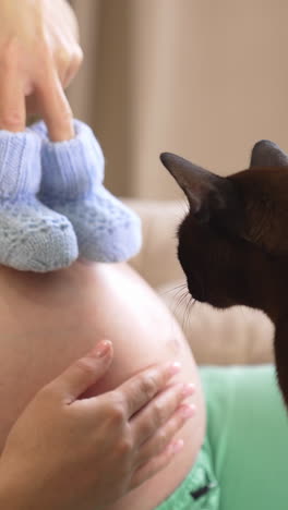 young pregnant lady and black cat at home. woman expecting a baby holding knitted socks. pregnant woman is resting on sofa and playing with a domestic animal. pregnancy and pets. vertical video
