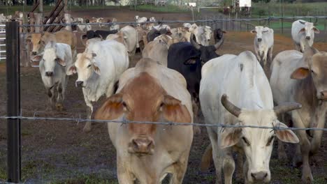 Rebaño-De-Ganado-Vacuno-Camina-Hacia-La-Valla-De-Alambre-De-Púas-Y-La-Cámara,-Raza-Asiática