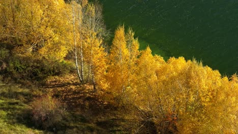 Stunning-golden-colored-leaves-during-seasonal-change-in-nature,-Wairepo