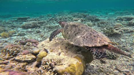 un majestuoso macho de tortuga de mar nado sobre un vibrante arrecife de coral, rodeado de pequeños peces