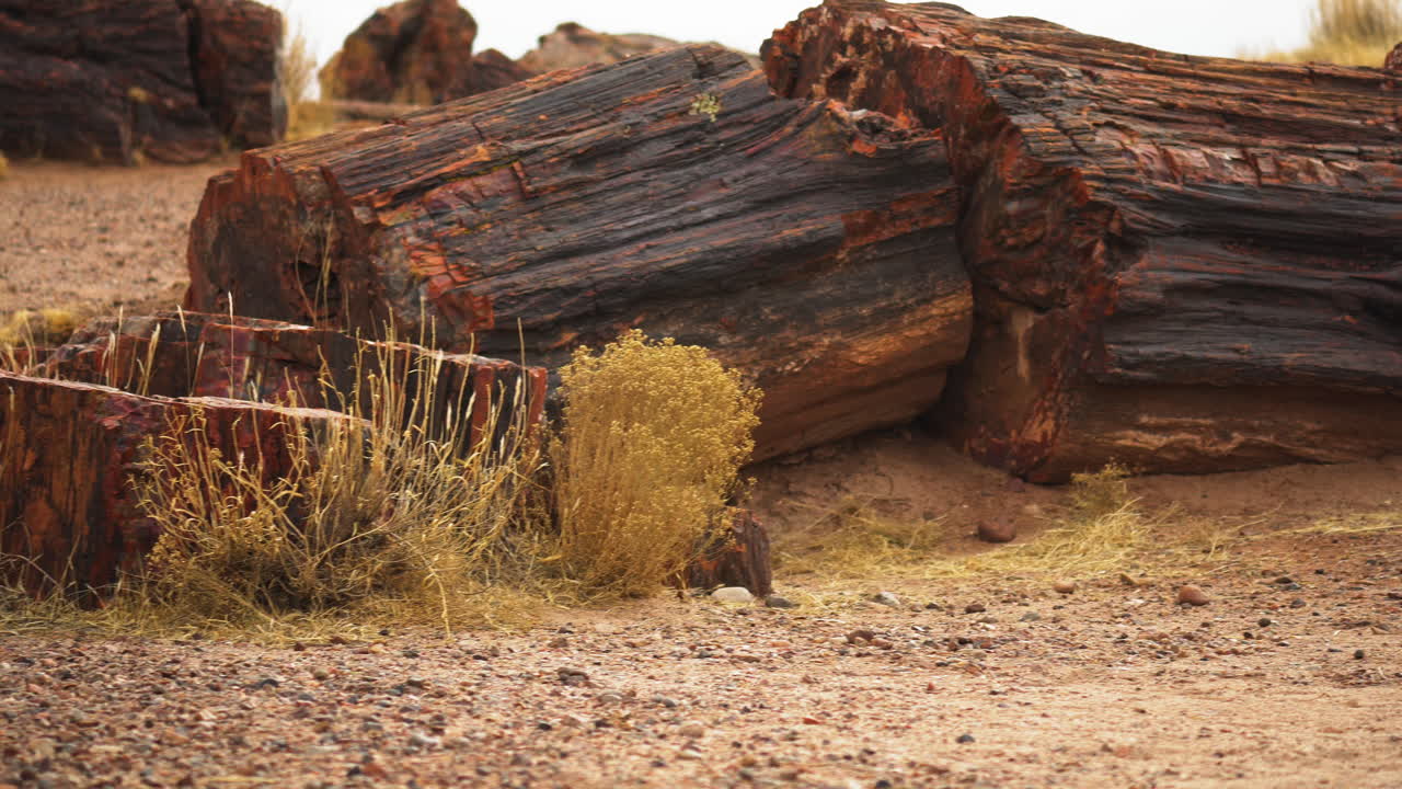 애리조나 주 석화된 숲 국립공원의 초목이 있는 나무 통나무, 패닝 샷