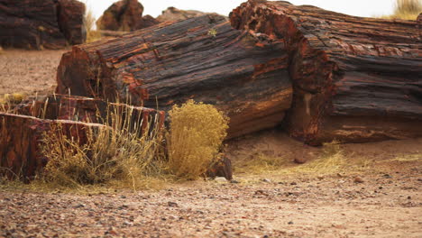 Wood log with vegetation at Petrified Forest National Park in Arizona, panning shot