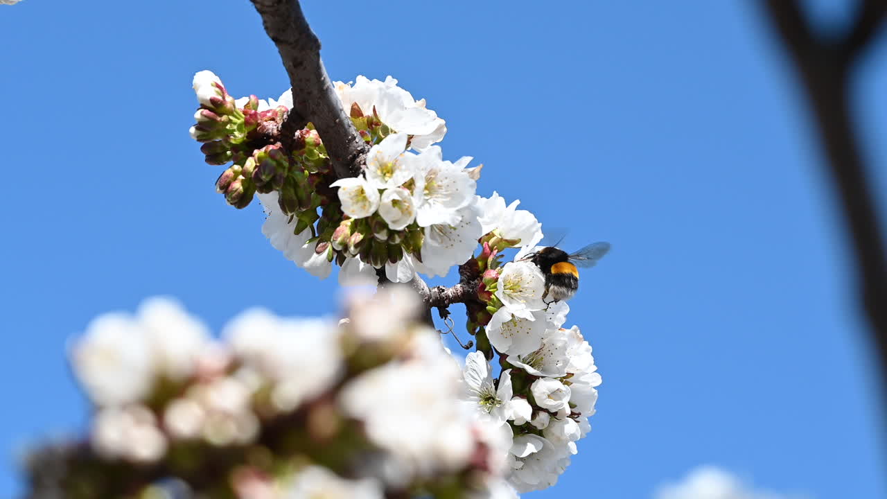 Close up of a bee approaching cherry blossoms against blue sky