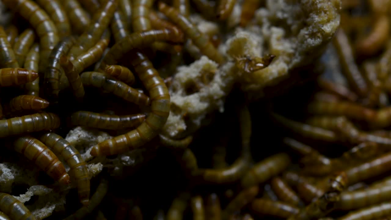 O Tenebrio é uma espécie de besouro Tenebrionidae usado para alimentar animais de estimação como peixes, cobras, pássaros e sapos.