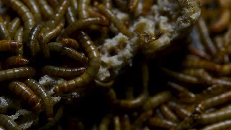 the mealworm is a species of darkling beetle used to feed pets like fish, snakes, birds, and frogs