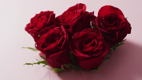 bouquet of red roses on pink background at valentine's day