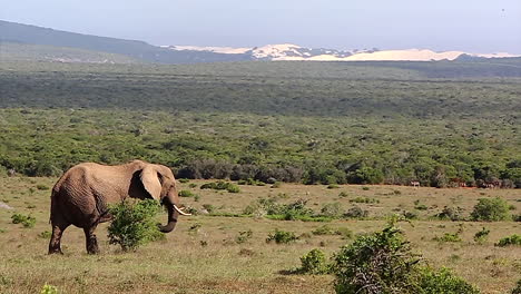 african elephant, bull elephant open savannah plains