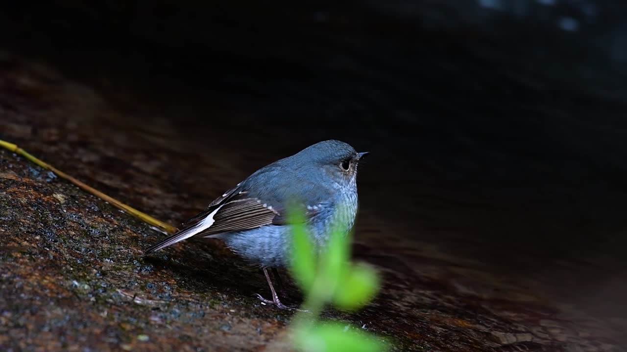 esta hembra de colirrojo plomizo no es tan colorida como el macho pero seguro que es tan esponjosa como una bola de un lindo pájaro
