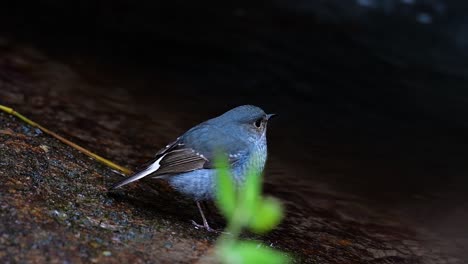 this female plumbeous redstart is not as colourful as the male but sure it is so fluffy as a ball of a cute bird
