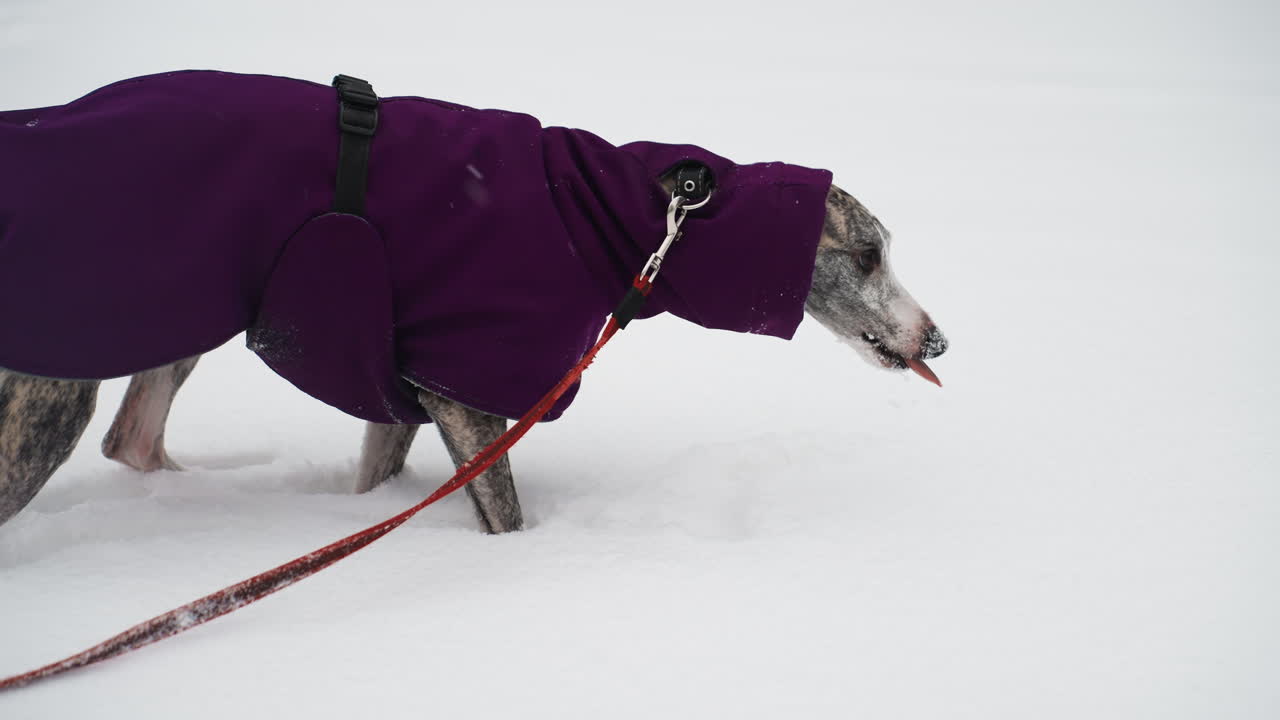 Whippet wearing purple winter coat walks through snow with red leash attached, head lowered and focused, highlighting sleek body and determined movement in cold outdoor setting during snowfall