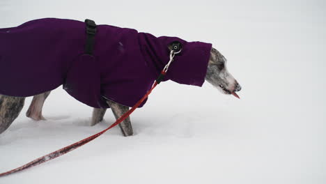 whippet wearing purple winter coat walks through snow with red leash attached, head lowered and focused, highlighting sleek body and determined movement in cold outdoor setting during snowfall