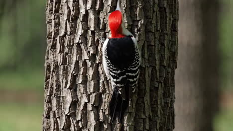 red-bellied woodpecker on tree trunk