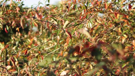 leaves blowing in the wind during sunset