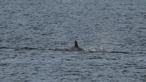 la orca ballena asesina en cámara lenta nadando, mostrando la respiración con el agujero de soplo liberando aire en el aire, captura de telezumo