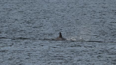 orca killer whale in slow motion swimming, showing breathing with blowhole releasing air into the air, telezoom capture