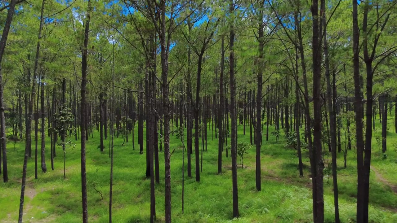 Drone view over Kirirom National Park pine woodland in Cambodia, showing green grass paths, slim trunks and peaceful highland forest scenery.