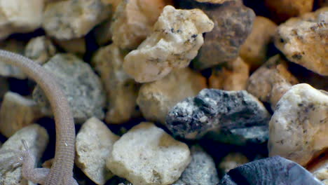 macro shot of a tiny wild baby lizard looking and walking around on small gravel rocks