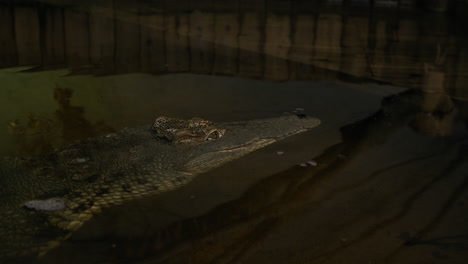 nile crocodile disappearing under a dock