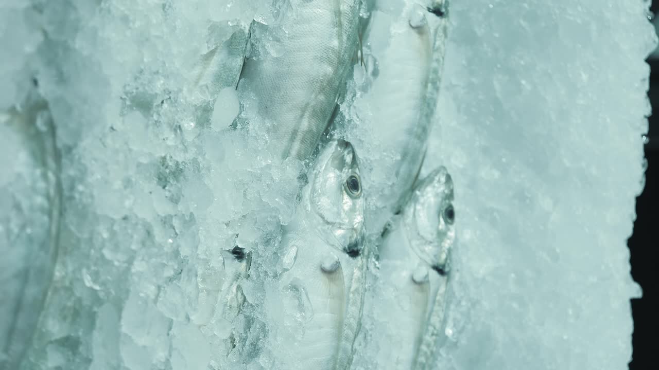 얼음 위에 얼어붙은 물고기